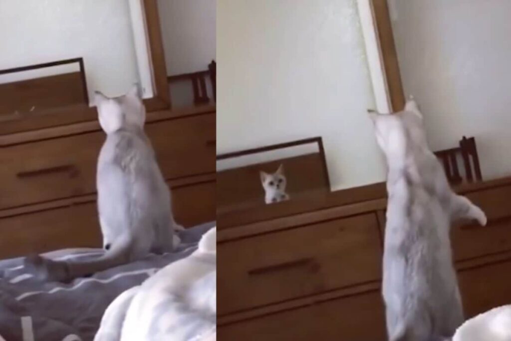 This Cat Discovered It Has Ears While Looking In The Mirror