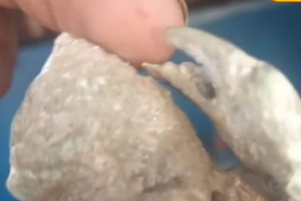 Karnataka Fisherman Discovers Rare Stone-like Crab Fossil