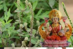 5 Ways Apamarga Plant Can Help You Resolve Life’s Challenges