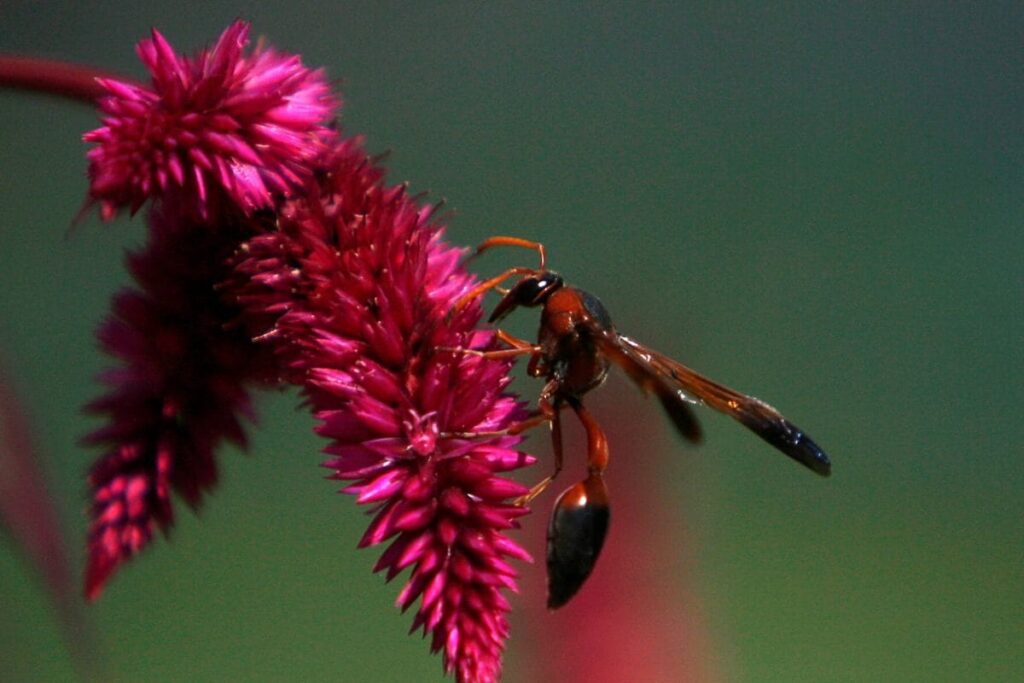 Kerala: 70-yr-old Labourer Stung by Wasps Dies, 7 Other NREGA Workers Injured