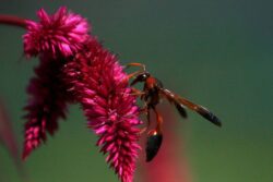 Kerala: 70-yr-old Labourer Stung by Wasps Dies, 7 Other NREGA Workers Injured