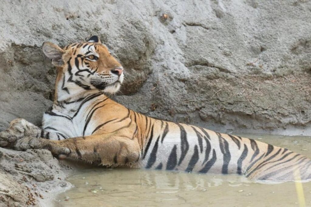 Sunday Special | Man-animal Conflict Cases High in UP, Solar Fencing to Keep Wildlife Away from Human Settlements