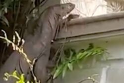 World's Largest Lizard Makes Surprise Appearance In This Karnataka Village