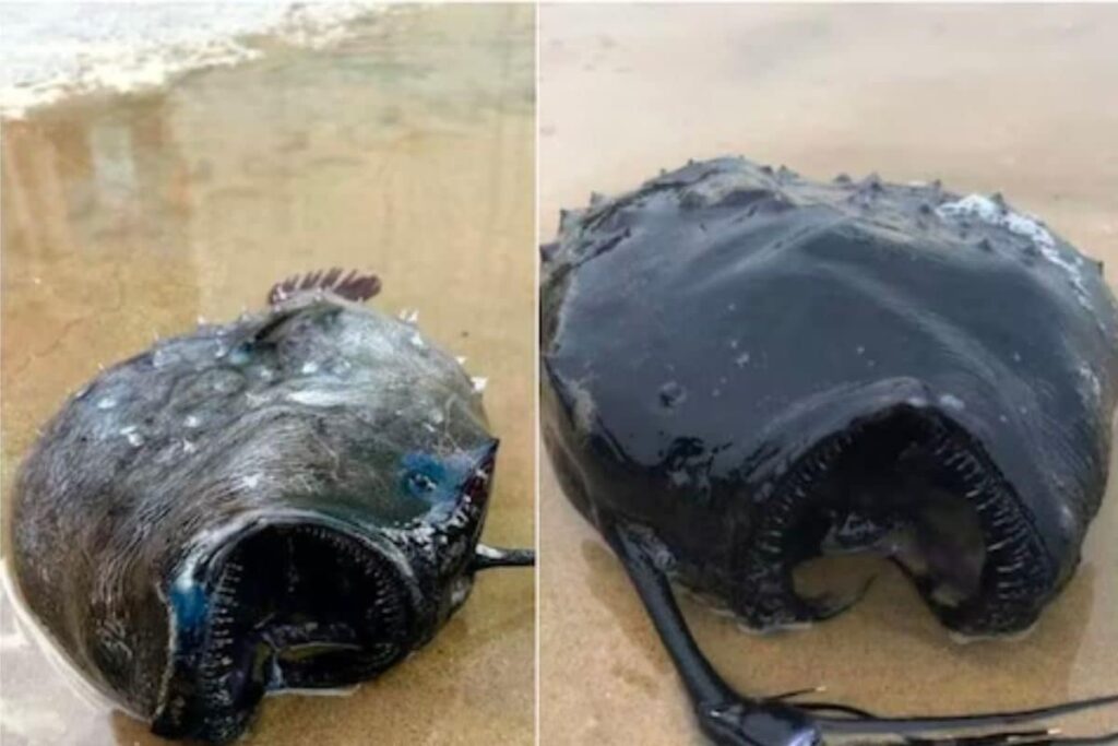 Pacific Football Fish Washes Ashore In Laguna Beach, Raises Climate Concerns