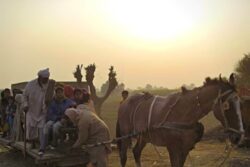 All About Pakistan's Horse-pulled Ghoda Train Built By Father Of Modern Lahore Ganga Ram