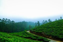 Why Coorg Is So Famous For Its Coffee And Plantation