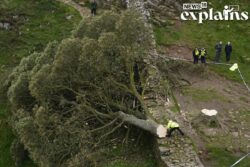 UK's Beloved Sycamore Gap Tree Cut Down: Why Was it So Famous & The Reason Why it was Chopped Down