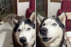 Do Dogs Speak Italian? This Viral Video Will Leave You Scratching Your Head