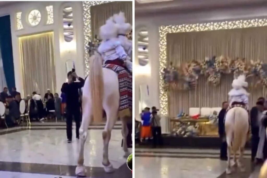 Groom's Entrance Takes An Awful Turn As Horse Poop Infront Of Baraat