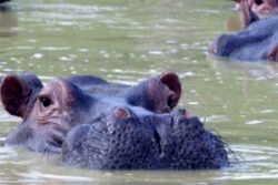 Some Out of 166 Pablo Escobar's Hippos to Be Culled by Colombian Govt