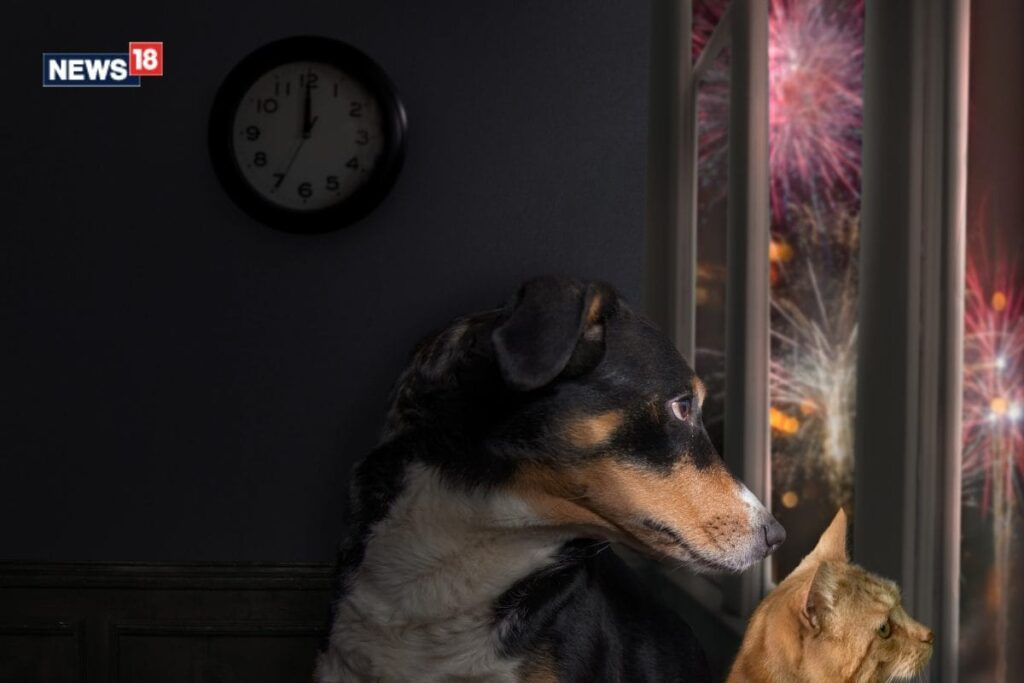 Diwali 2023: Tips to Keep Your Pets and Stray Animals Safe During the Festival of Lights