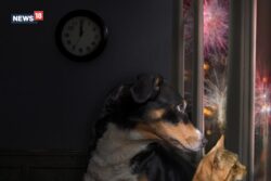 Diwali 2023: Tips to Keep Your Pets and Stray Animals Safe During the Festival of Lights