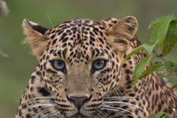 Viral Video Shows Leopard Attacking 8-Year-Old In Agra