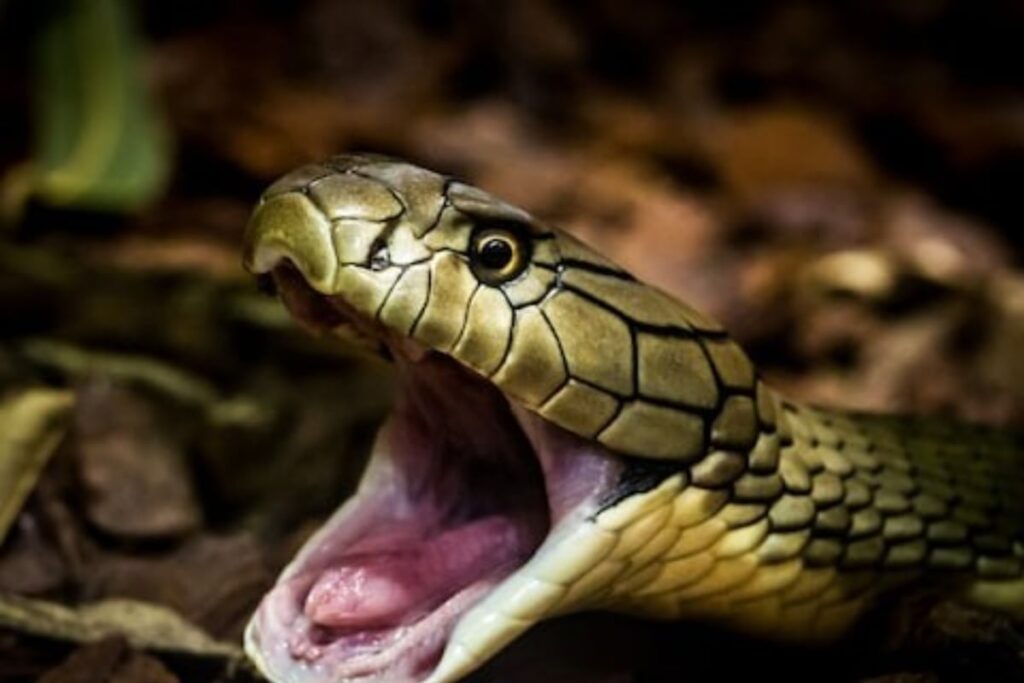 FIR Against Elvish Yadav: What Are Rave Parties And Why People Use Snake Venom | Explained