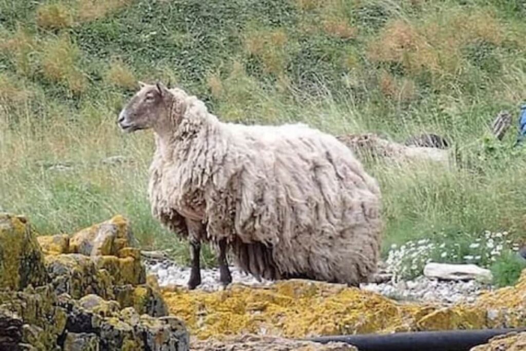UK Animal Lovers Initiate Petition To Rescue ‘Britain’s Loneliest Sheep’