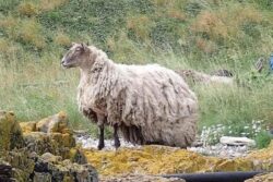 UK Animal Lovers Initiate Petition To Rescue ‘Britain’s Loneliest Sheep’
