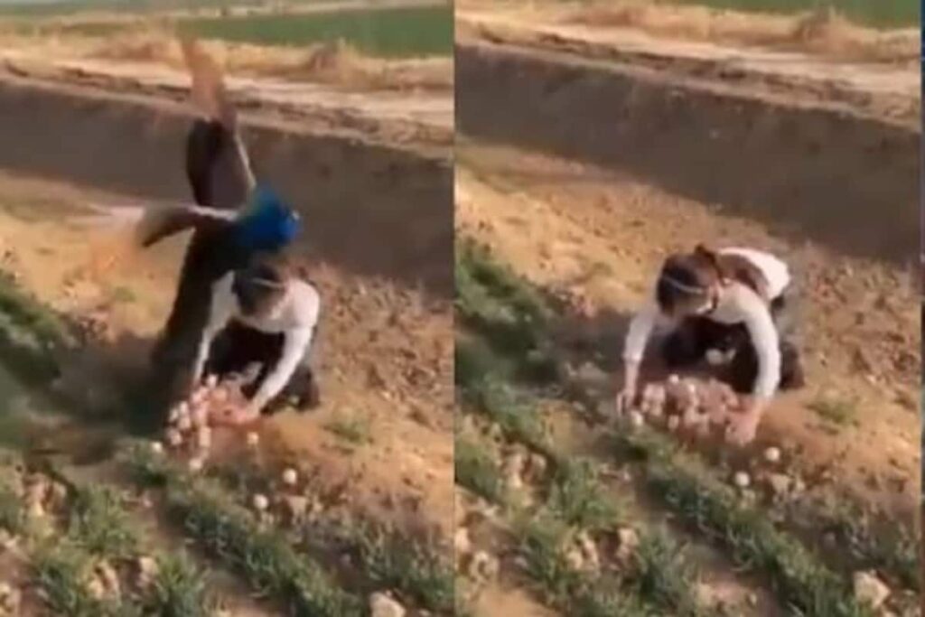 Video Of Peahen Giving 'Flying Kick' To Woman Stealing Her Eggs Viral