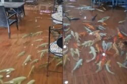 This Now-defunct Thailand Cafe Allowed Eating In Ankle-deep Water With Fish Swimming Around