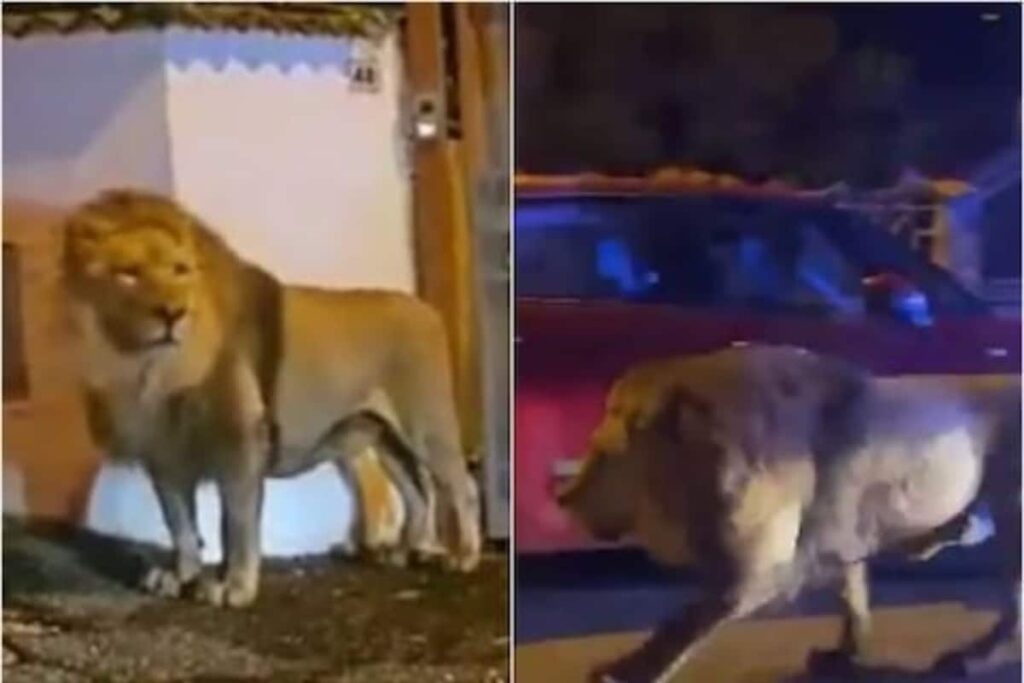 Shocking! Video Captures Circus Lion Roaming On The Streets Of Roman Town