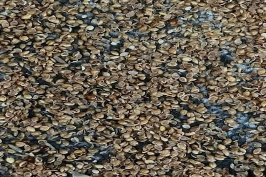 Woman Finds Tiny Egg-like Particles From Son's Bedroom, It Turns Out To Be…