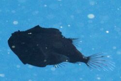 Watch: This Rare Species Of Fish Absorbs Light, Floats Like A Shadow