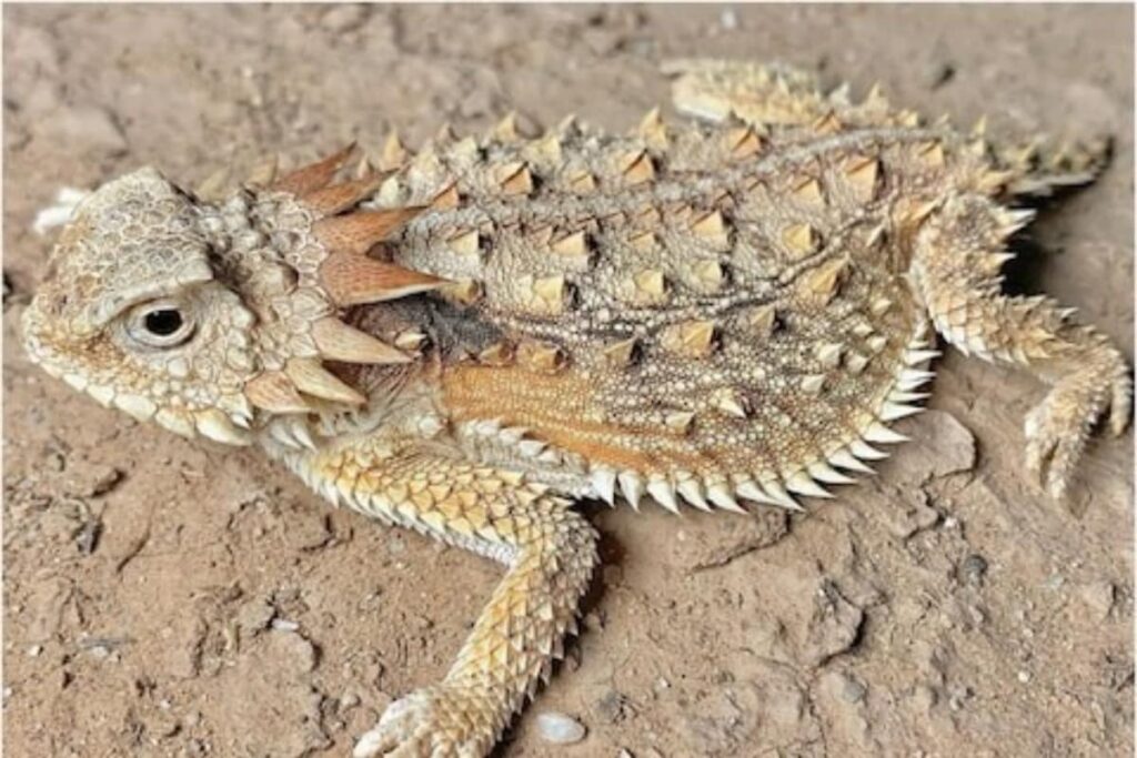 Watch: Regal Horned Lizard Spews Blood From Its Eyes To Evade Predator
