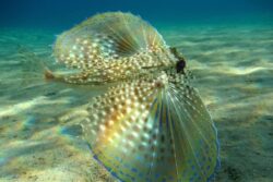 Depths to Skies, Aerial Antics Of Flying Gurnard Fish Leave Netizens Spellbound