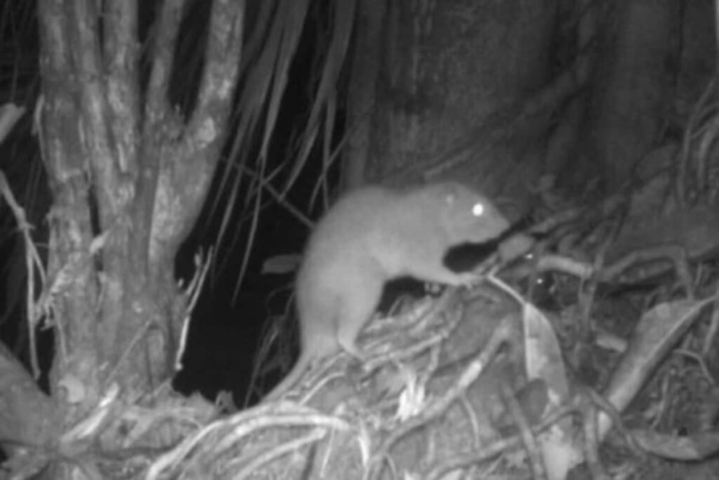 First-ever Photos Of Rare Giant Coconut-cracking Rats Go Viral