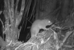 First-ever Photos Of Rare Giant Coconut-cracking Rats Go Viral