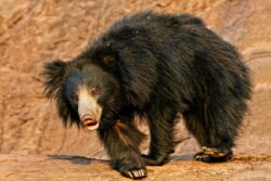 World’s Second Largest Sloth Bear Rescue Centre In Bengaluru Completes 18 Years