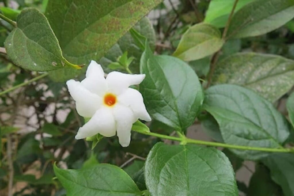 Joint Pain To Chronic Fever, 5 Health Concerns Parijat Plant Helps You Against