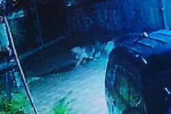 10/10 If You Can Guess Who Won This Dog Vs Leopard Battle