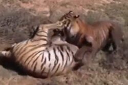 13-Year-Old Tiger Brutally Killed By 'Majestic' Chhota Matka In Territorial Fight