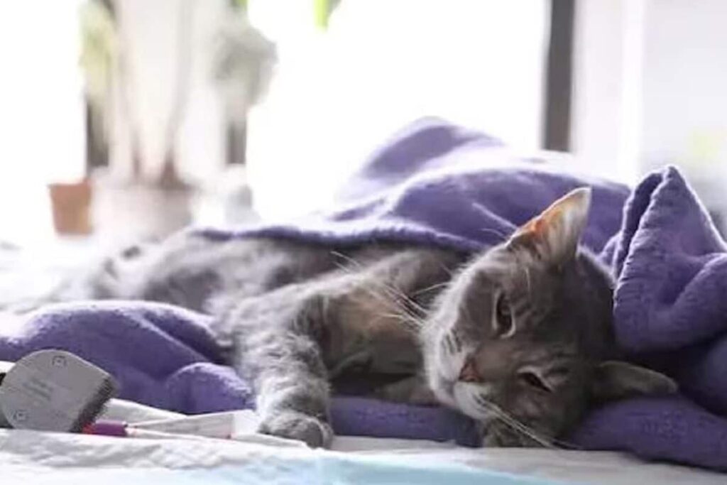 Is Cat Parasite Responsible For Fragility In Some Adults? Study Explains