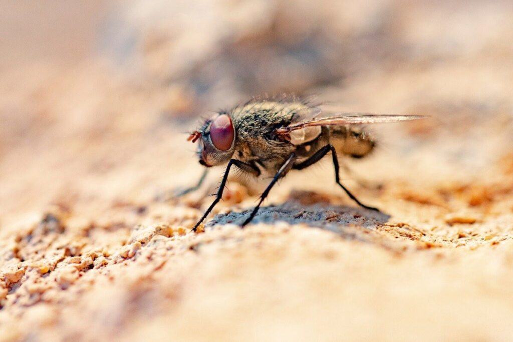 Man Goes For Routine Check-Up Only To Find A Fly In His Stomach