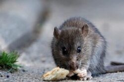 Rat Plague Hits This Well-known Bird-watching Destination In Australia