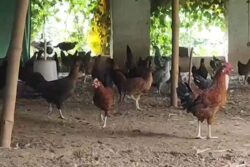 In Bihar's Bhojpur, Two Young Men Lead The Poultry Farm Boom