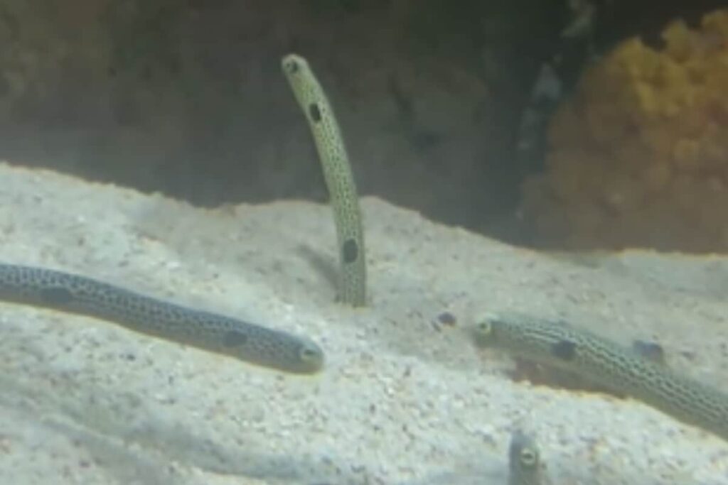 Did You Know Sea Worms Can Detach Their Reproductive Parts? Read On