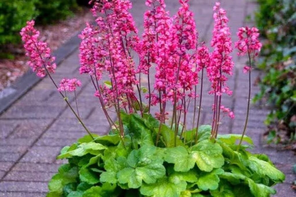 New Study Reveals How Plants Sense Light Without Vision