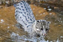 Watch: Fishing Cat Hunting Fish In Wetlands Leaves Internet Impressed