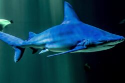 Stranded Whale Calf Pushed Back into the Sea After 40 Hours in Maharashtra's Ratnagiri District