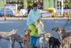 News18 Evening Digest: HC's Big Order on Compensation to Dog Bite Victims and Other Top Stories