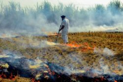 'Why Are Farmers Being Made Villain?’: SC Raps Punjab Govt Over Stubble Burning, Says Take Cue From Haryana