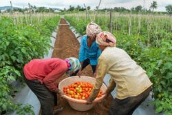 Opinion | Bharat’s Model of Economic Growth Cannot Be Built on Western Models