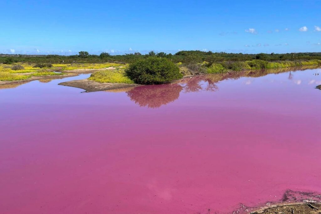 Hawaii Refuge Pond Mysteriously Turns Bright Pink: Here's Why