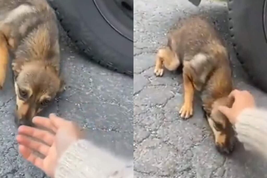 This Video Of Woman Adopting Stray Puppy Will Melt Your Heart