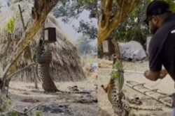 Watch: Leopard, Hanging From Tree After Getting Stuck In Wire, Rescued And Released