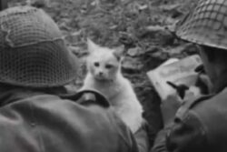 Throwback Gold: Humans and Cats Share An Unbreakable Bond And This Video Is Proof