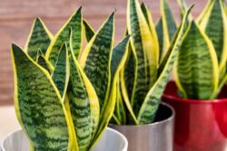 From Peace Lily To Aloe Vera: 5 Best Air-purifying Indoor Plants 