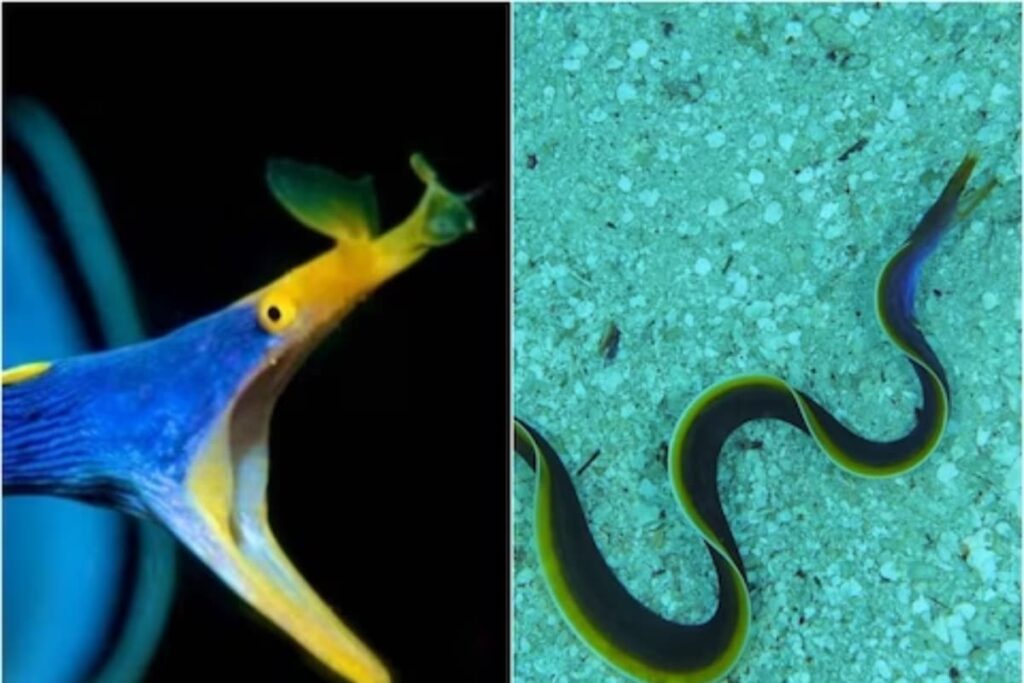 Video Of Ribbon Eel That Changes Colour Thrice In Its Lifetime Leaves Internet Shocked